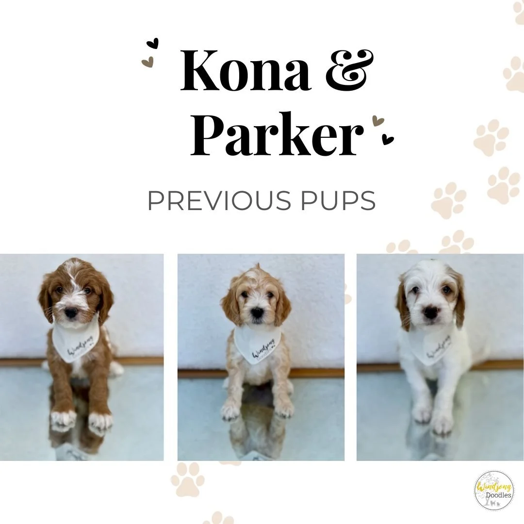 The image shows three puppy pictures with the title 'Kona & Parker Previous Pups'. Each puppy has a white bandana with handwriting and paw print designs surrounding the layout.