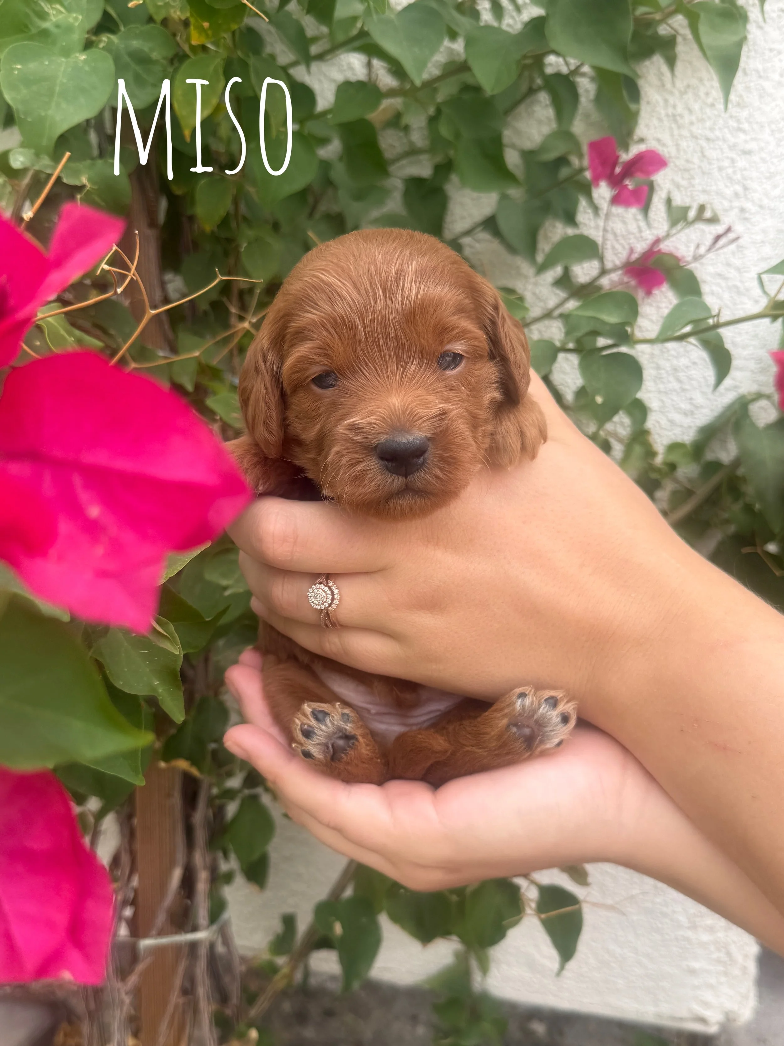 mini goldendoodle for sale los angeles.jpg