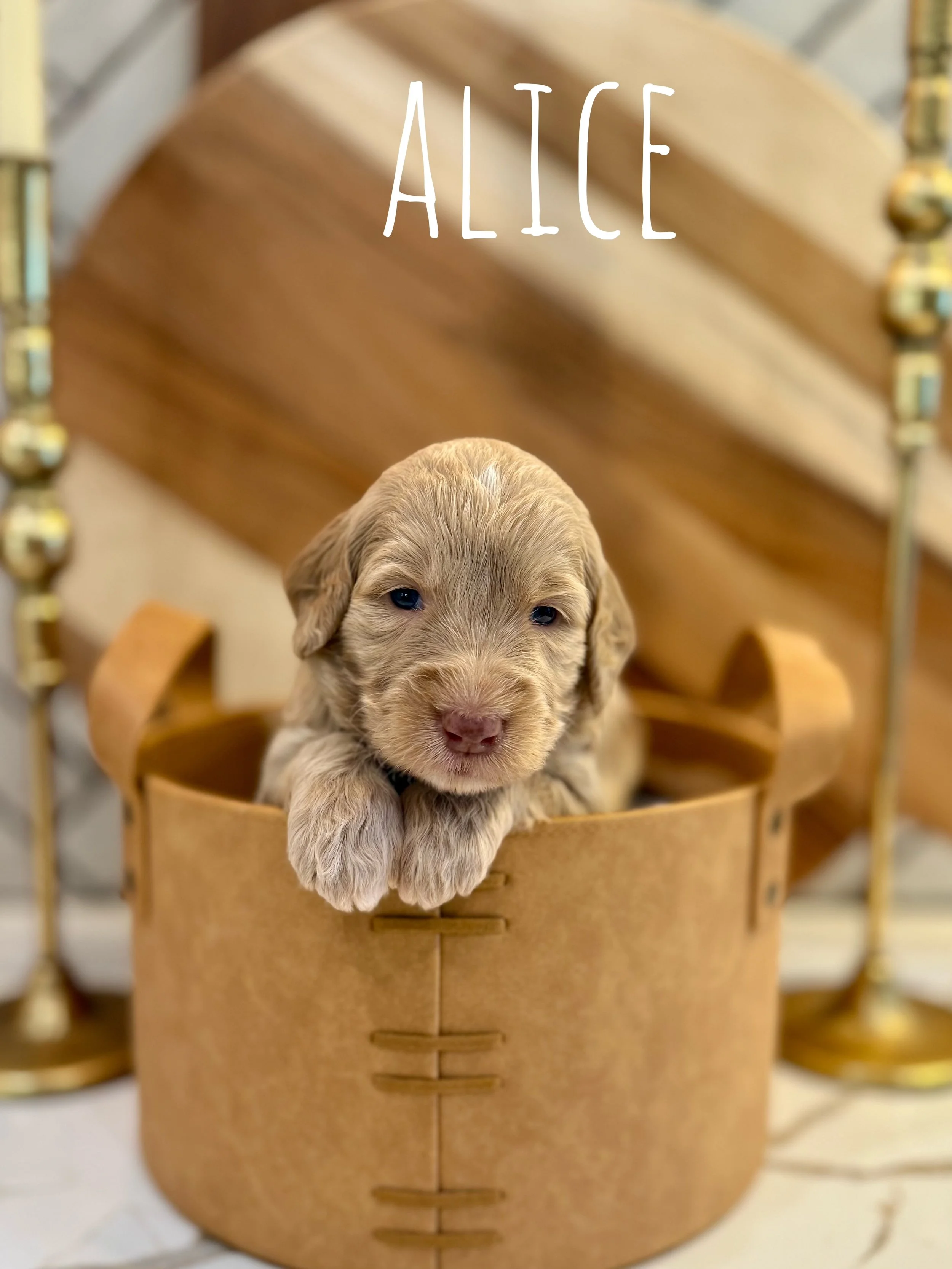 standard goldendoodle near me.jpg