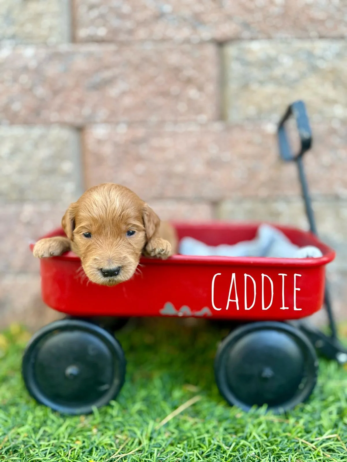 Naming Your Best Friend: The Windsong Guide to Puppy Names