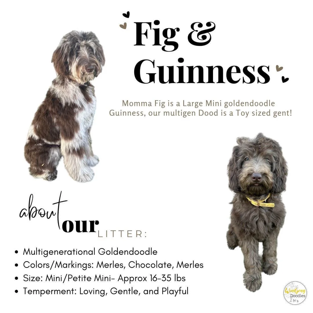 Two adorable multigeneration Goldendoodle puppies, one with shaggy merle coat and the other with chocolate-colored fur, sitting against a white background with text about their breed and personality traits.