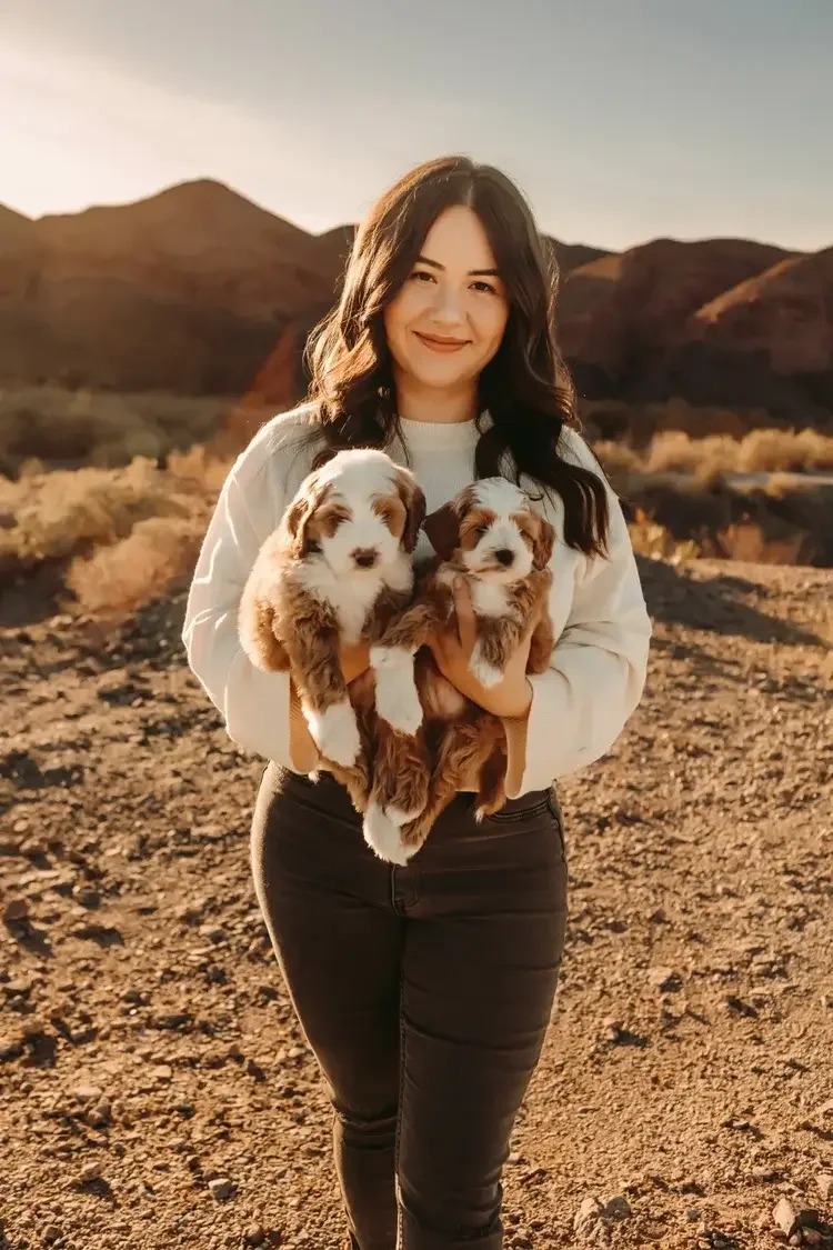 Las Vegas goldendoodle breeder, goldendoodle breeding in Las Vegas, Goldendoodle breeder near me Las Vegas, golden doodle puppies for sale Las Vegas