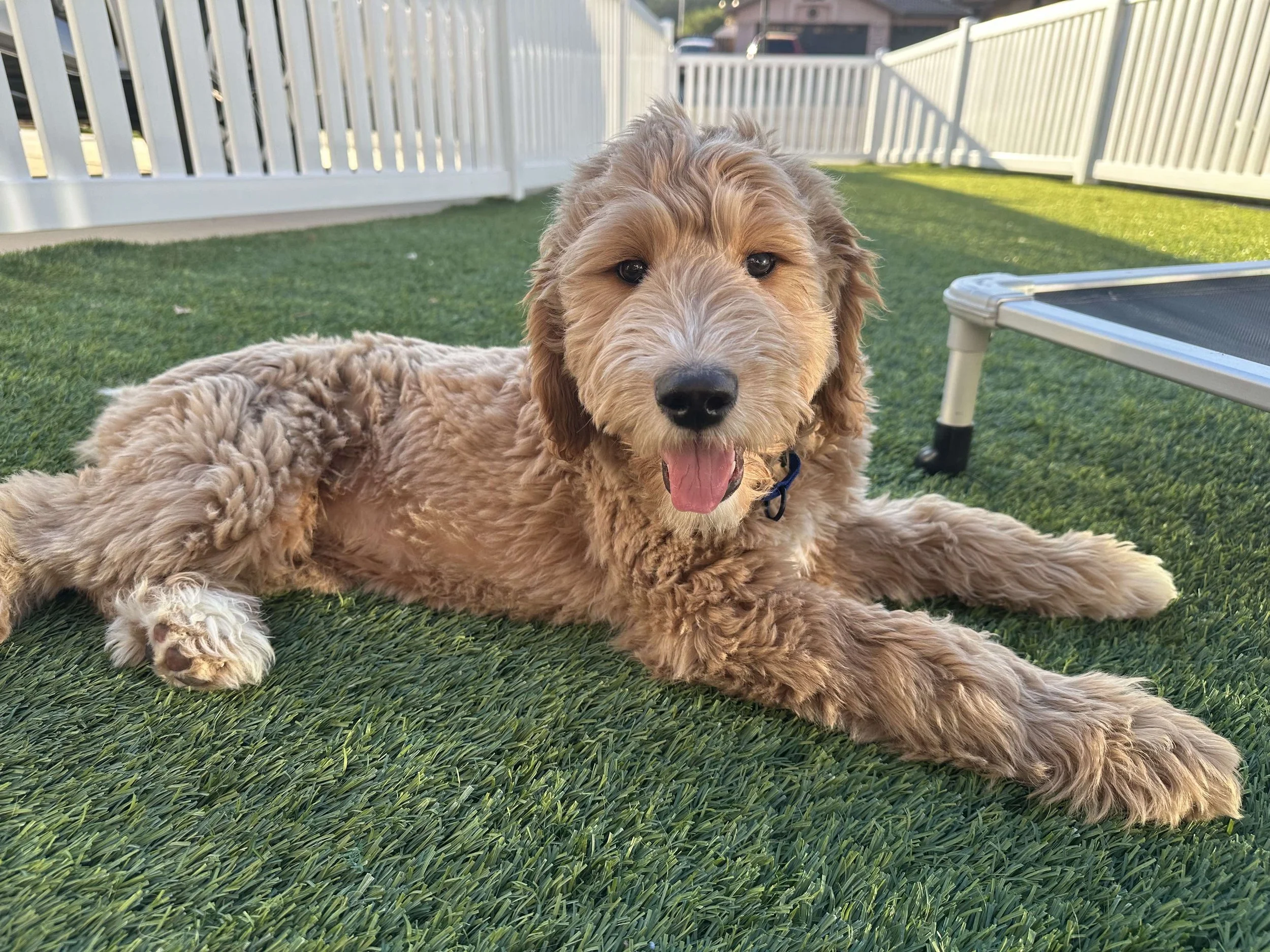 Smart Dog Problems: 5 Ways to Beat Goldendoodle Boredom
