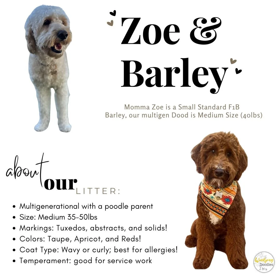 A pet adoption poster featuring a small white curly-haired dog and a brown puppy with a bandana, along with text about their breeds, sizes, and markings.