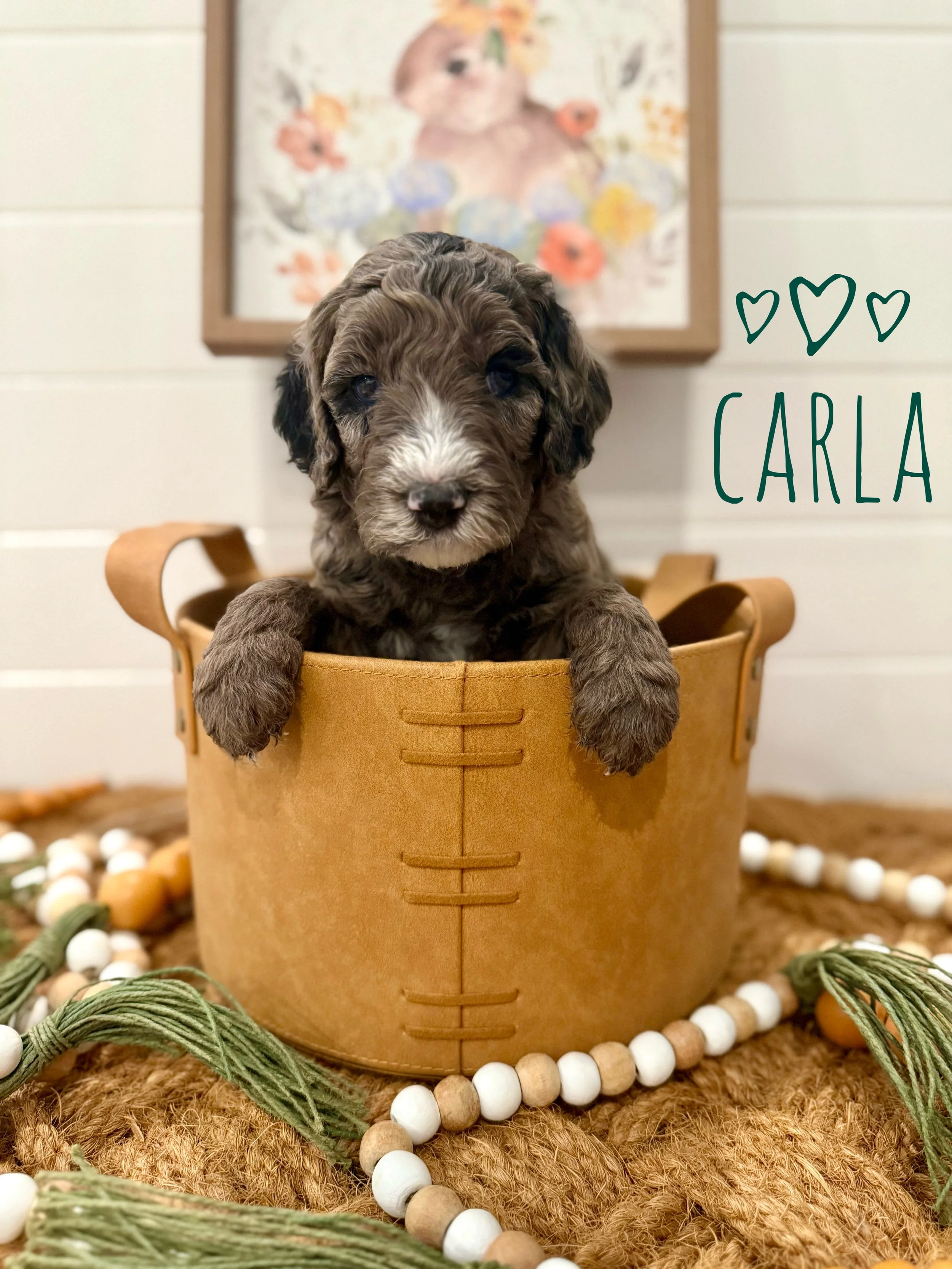 Hug-Ready Goldendoodles: The Guide to Coat Care