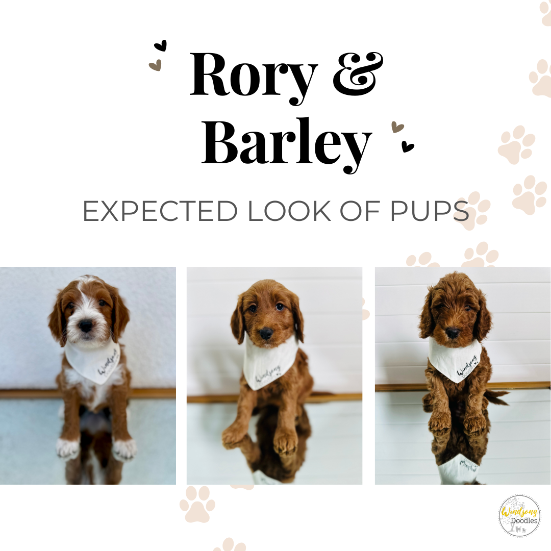best Goldendoodle breeder, mini goldendoodle breeder, teddy bear goldendoodles for sale, Orange County doodle breeders