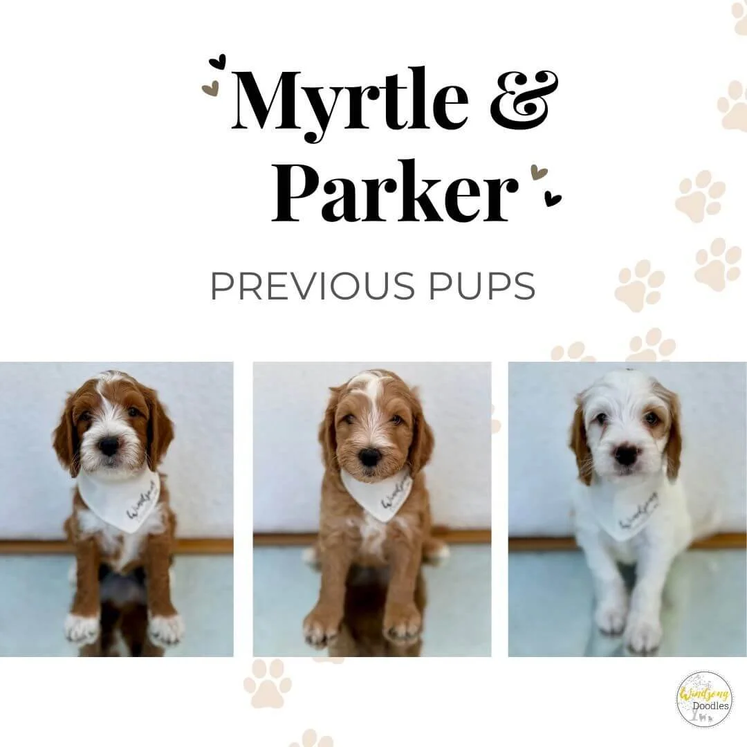 A collage titled "Myrtle & Parker" featuring three puppy photos with a paw print background. The puppies are labeled as previous pups, with each wearing a bandana, and the collage is from Gingham Doodles.