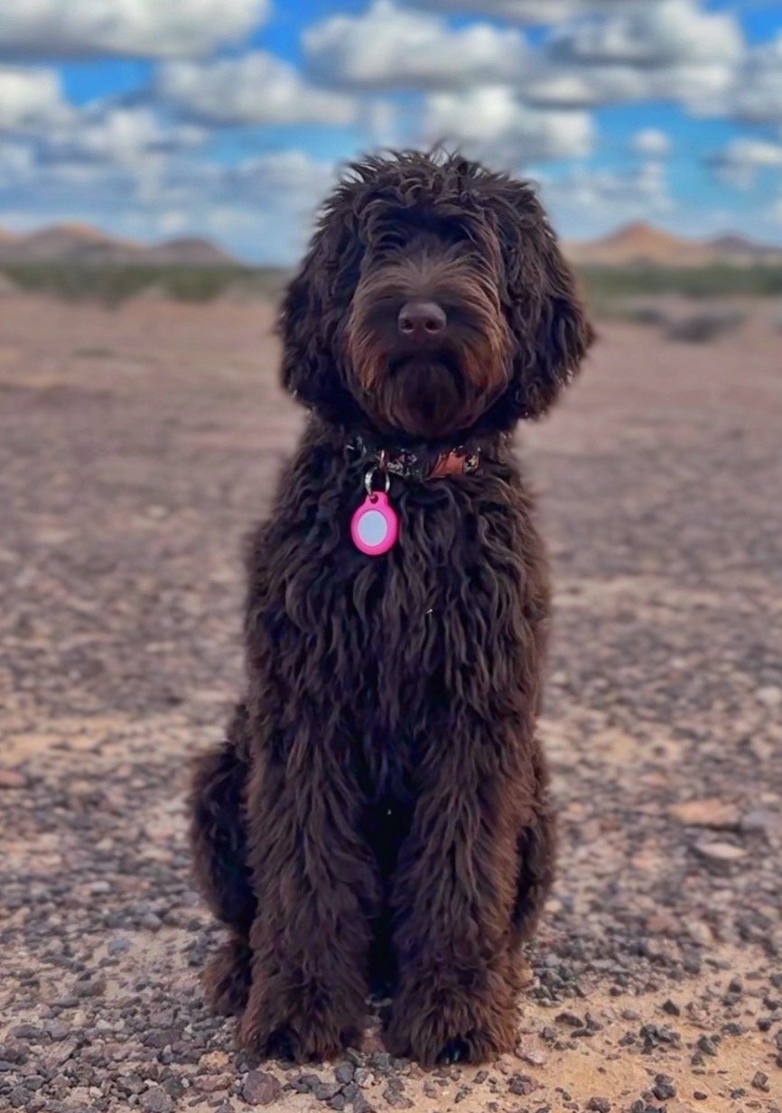 A cute black and brown curly-haired puppy with a pink tag sits on rocky desert ground with a cloudy blue sky and brown hills in the background.