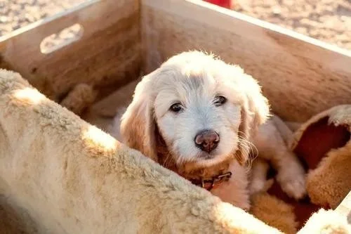Why Goldendoodles Are So Popular With Los Angeles Families