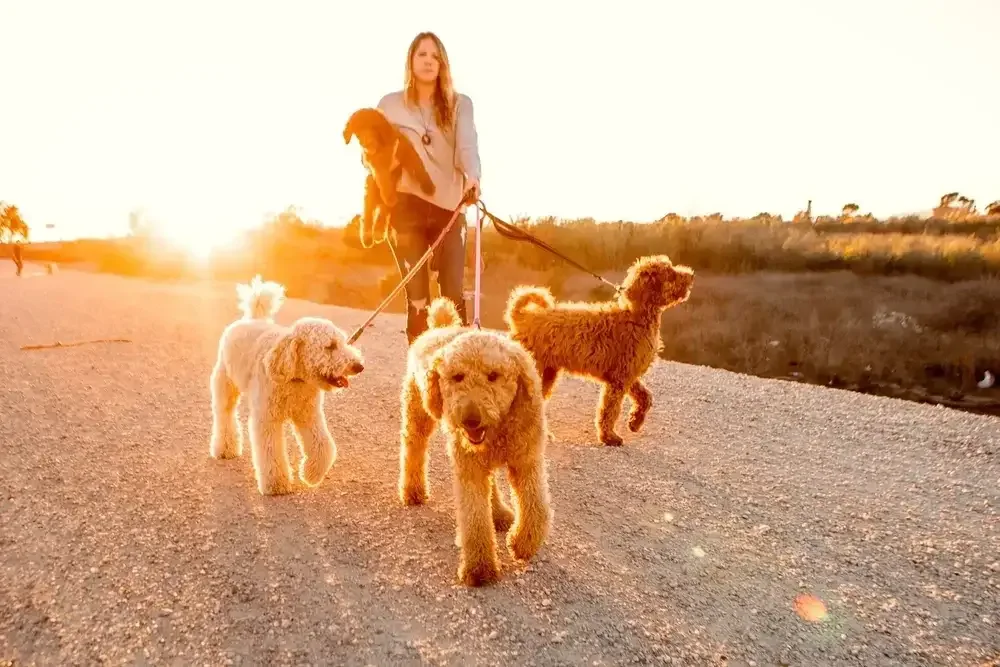 Las Vegas goldendoodle breeder, goldendoodle breeding in Las Vegas, Goldendoodle breeder near me Las Vegas, golden doodle puppies for sale Las Vegas