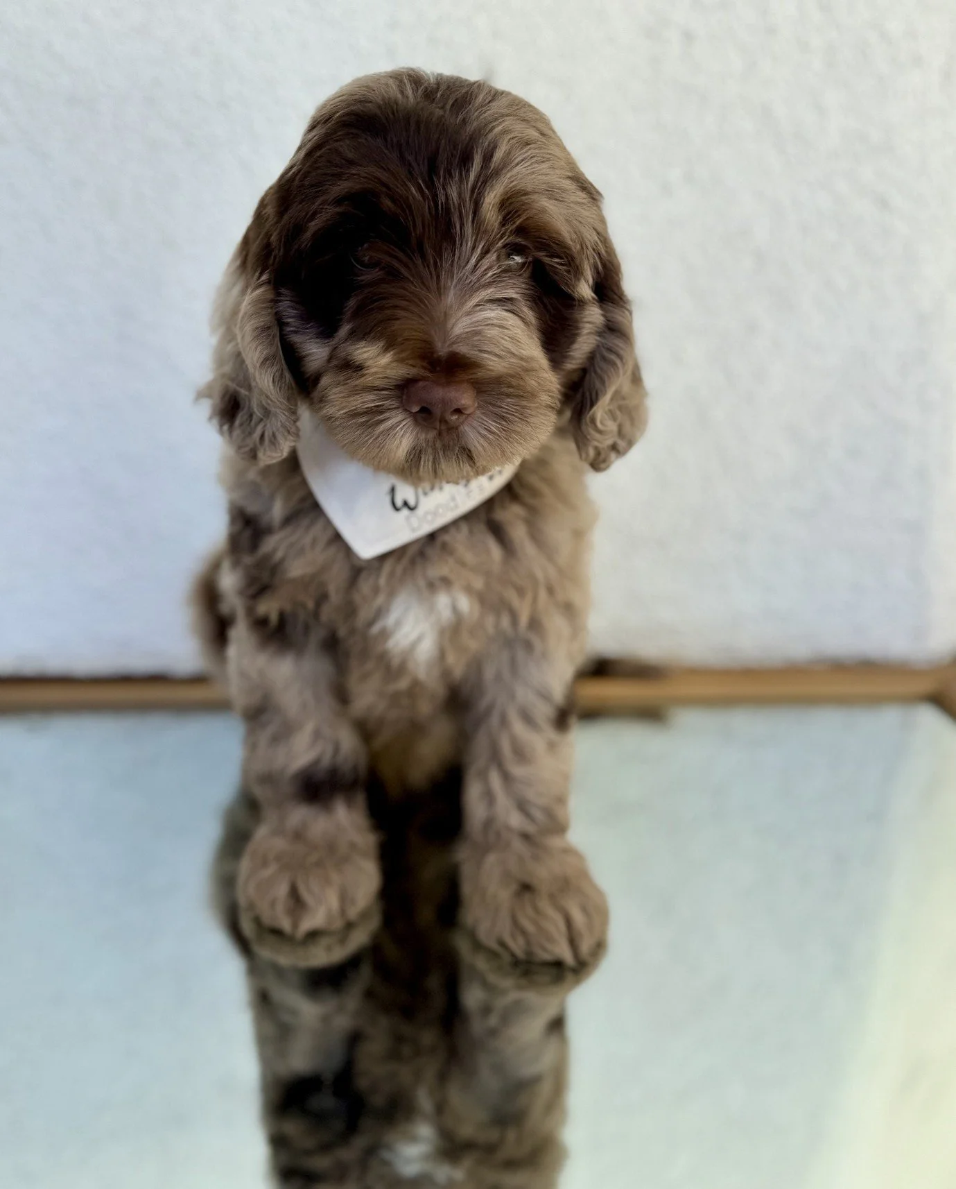 Goldendoodle personality traits, Teddy Bear Goldendoodle temperament