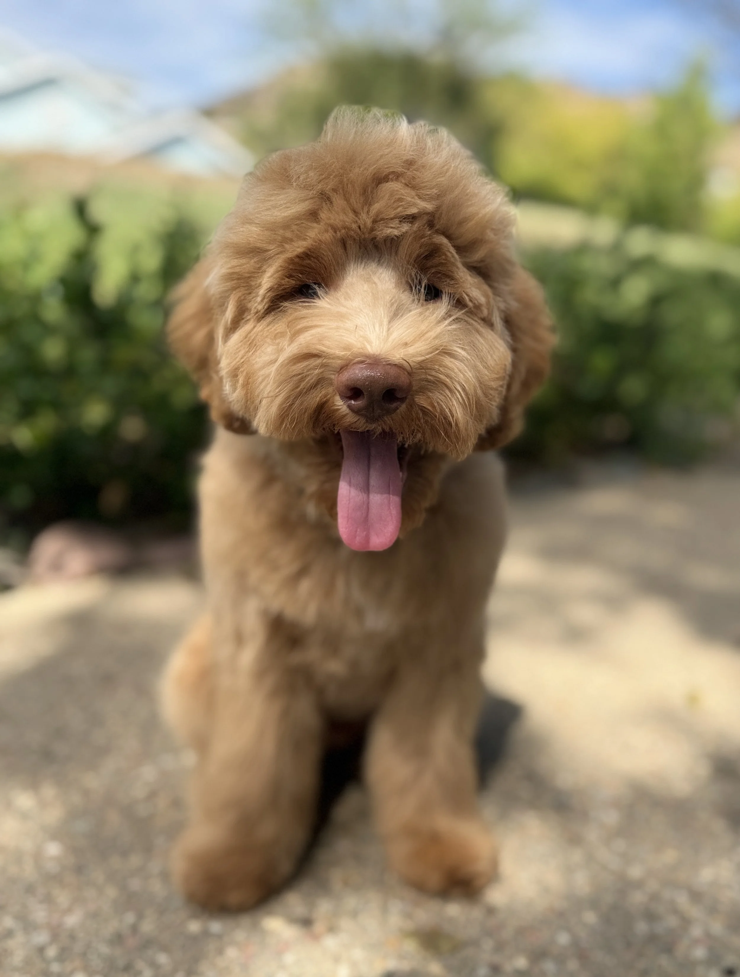 mini goldendoodle breeder near me, San Diego standard goldendoodle breeder near me