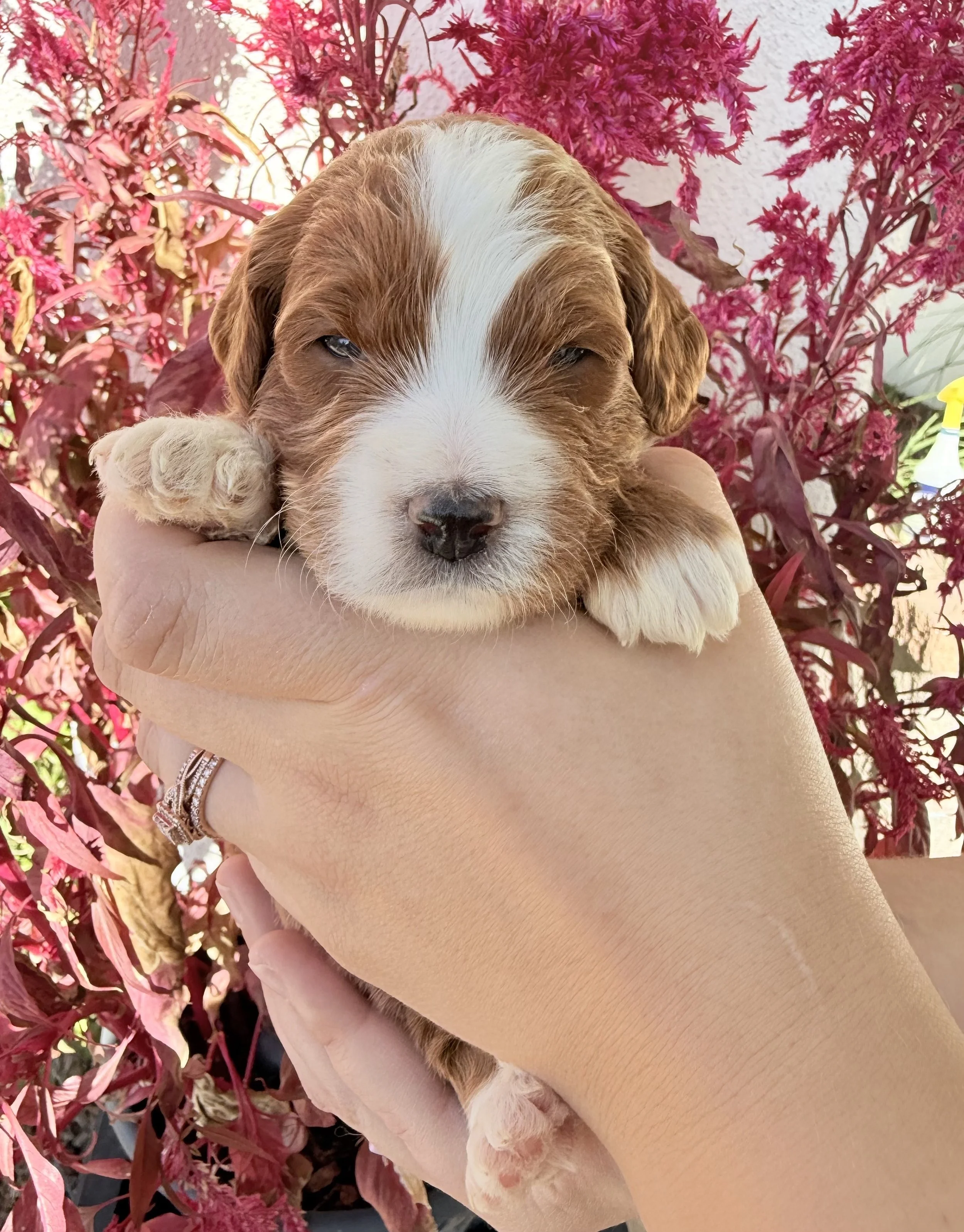 tuxedo goldendoodle in ca.jpg