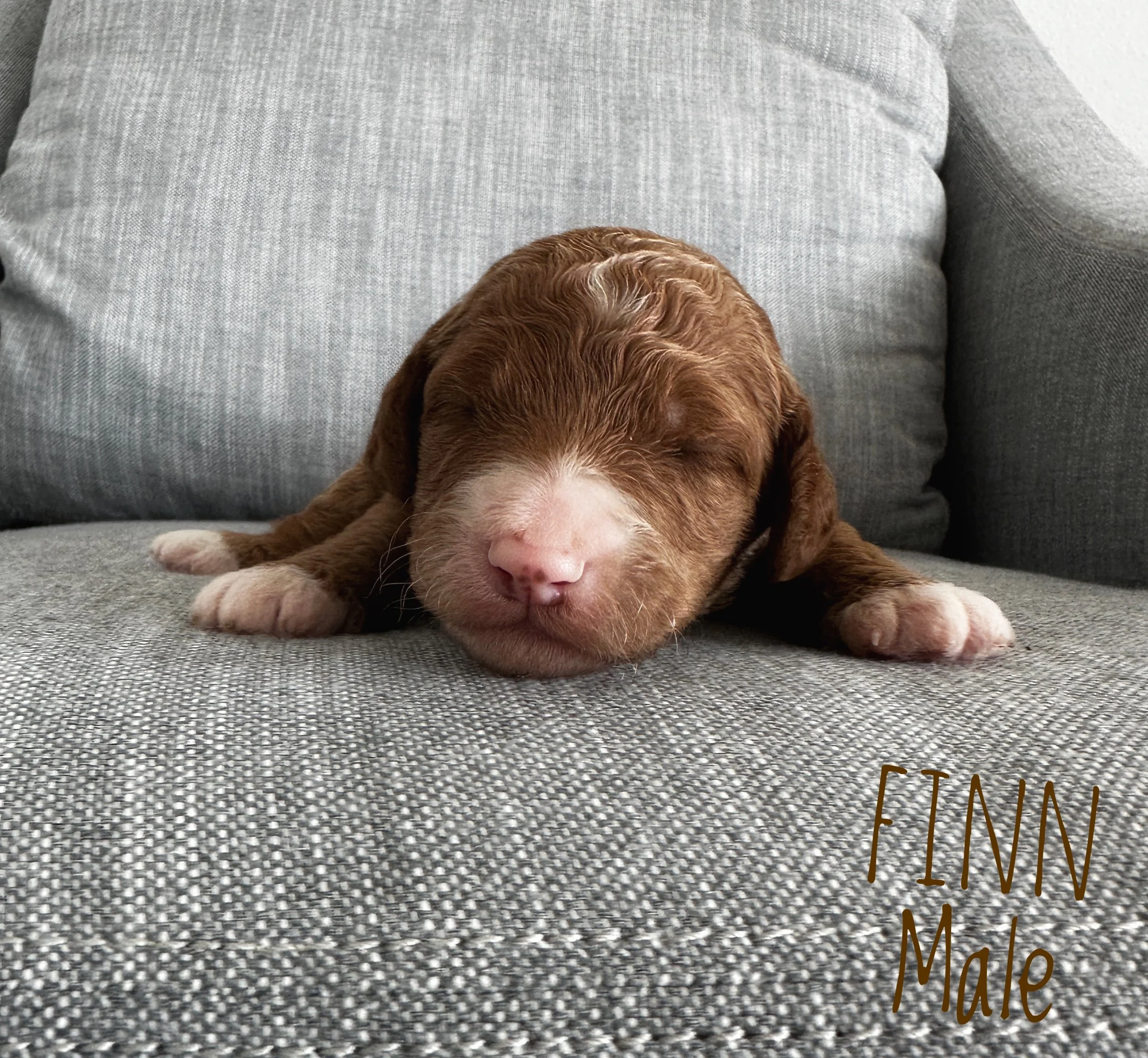 goldendoodle puppies for sale, ethical goldendoodle breeding, California's best goldendoodle breeder