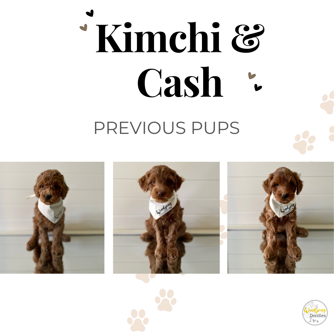 best Goldendoodle breeder, mini goldendoodle breeder, teddy bear goldendoodles for sale, Orange County doodle breeders