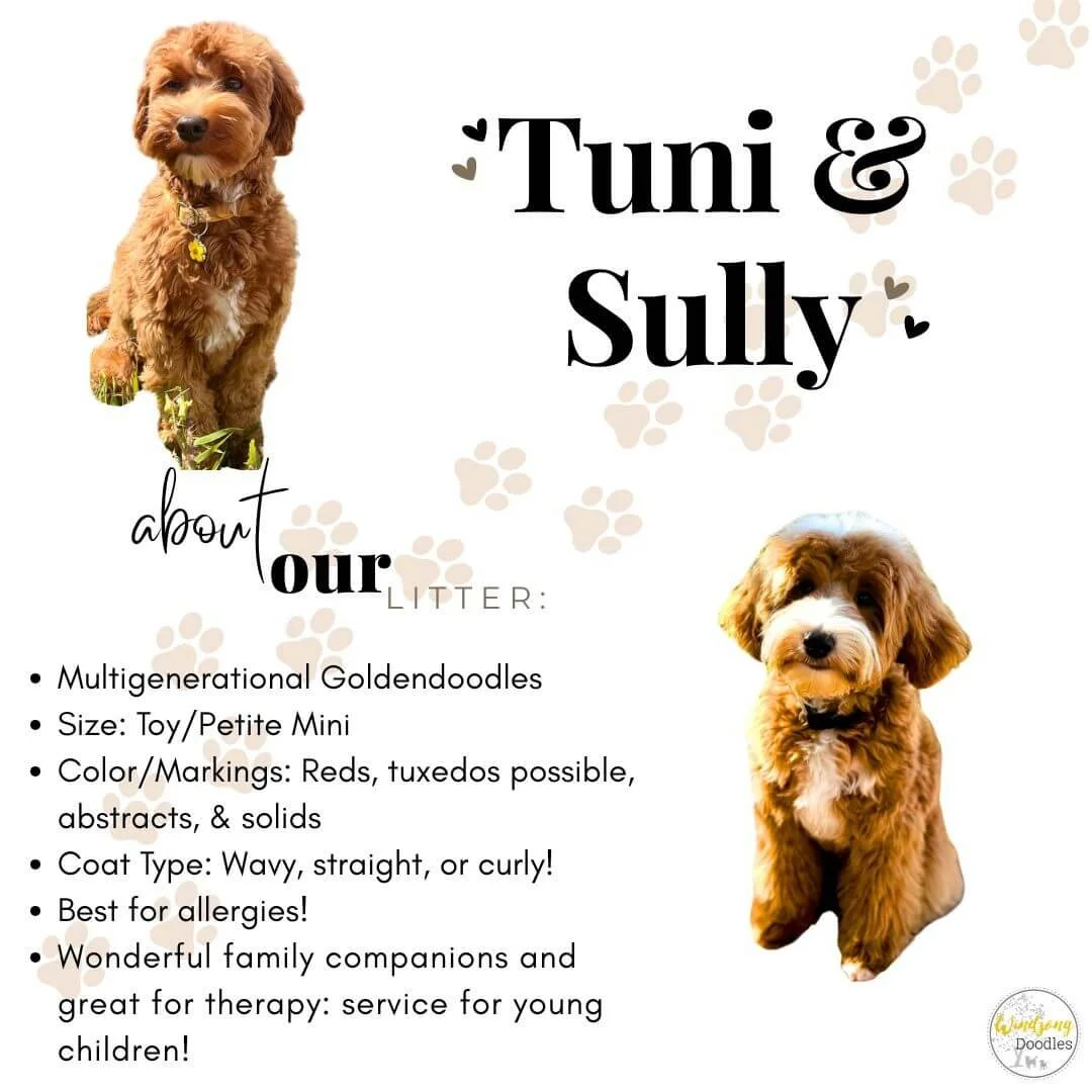 A flyer about Tuni and Sully, multigenerational Goldendoodles, featuring photos of two brown, curly-haired puppies, with information about their litter and characteristics.