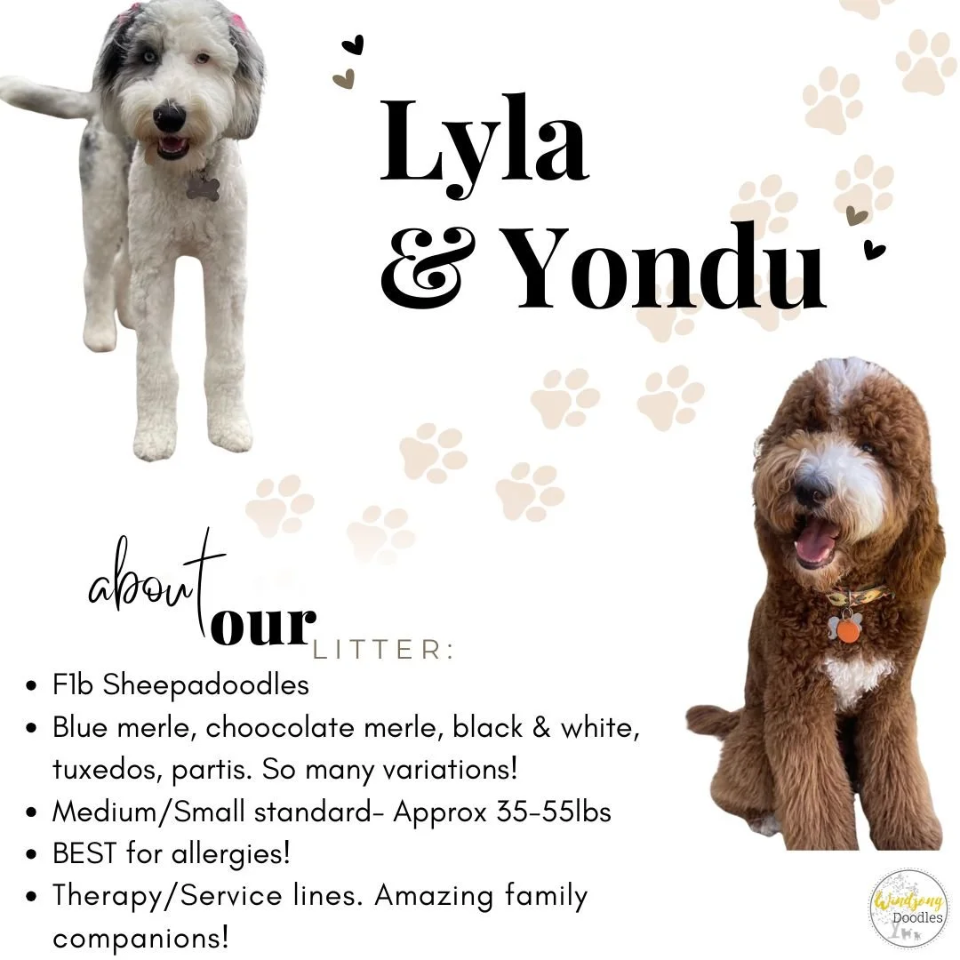 sheepadoodle breeder California, sheepadoodle puppy breeder