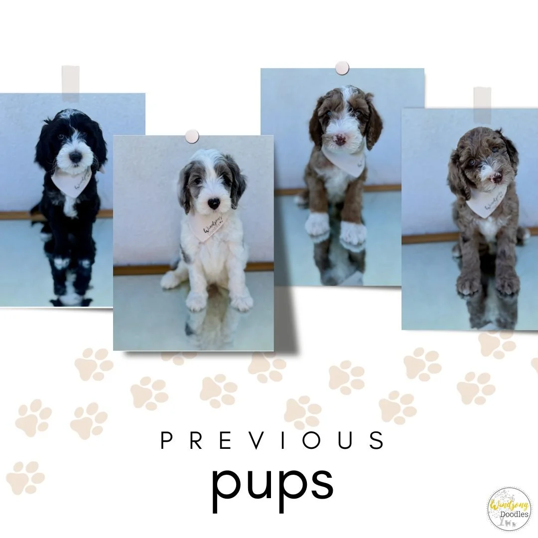 sheepadoodle breeder California, sheepadoodle puppies for sale Los Angeles