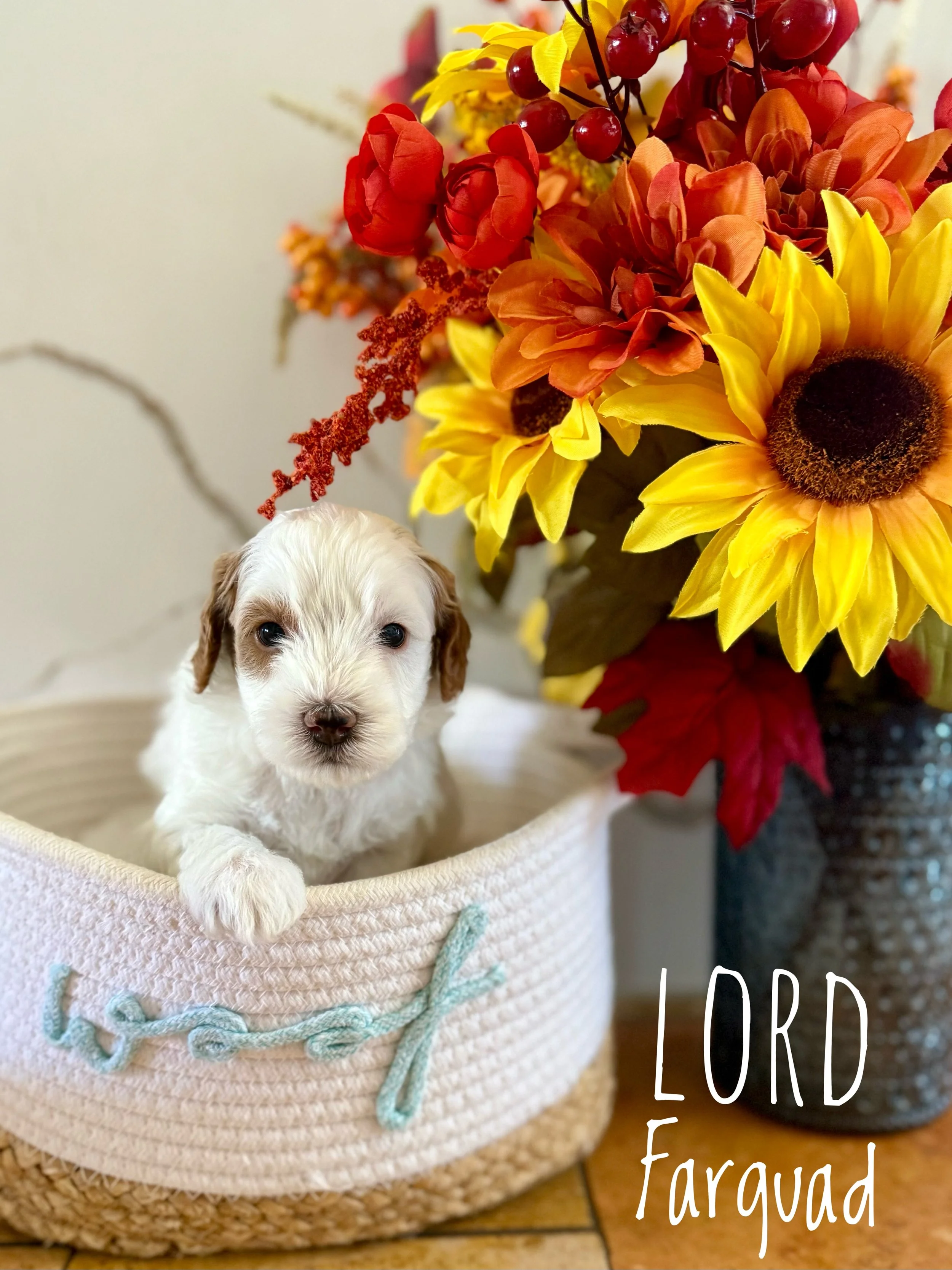 micro mini goldendoodle near me