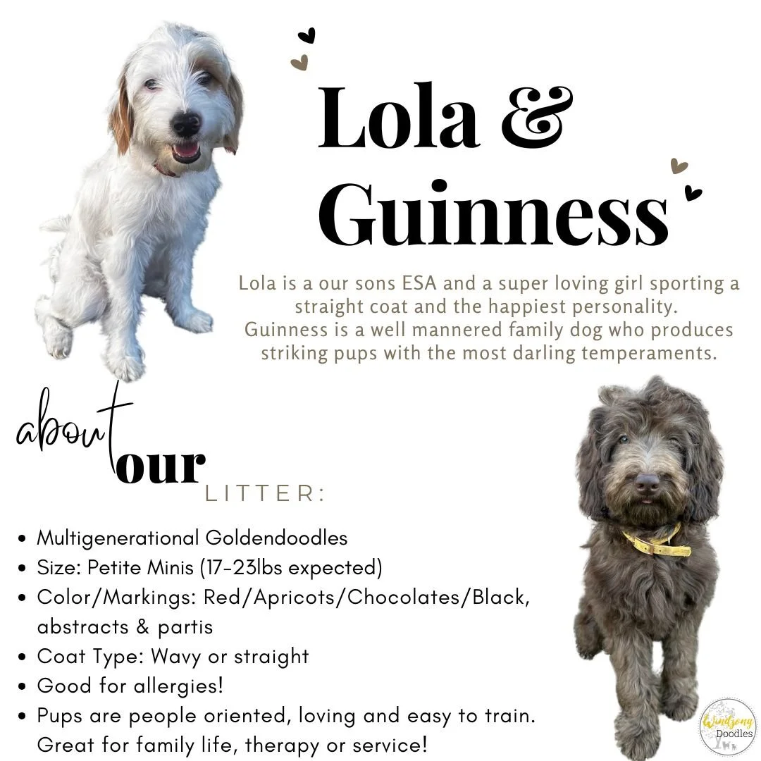 petite mini goldendoodle breeder California, petite mini doodle puppies for sale