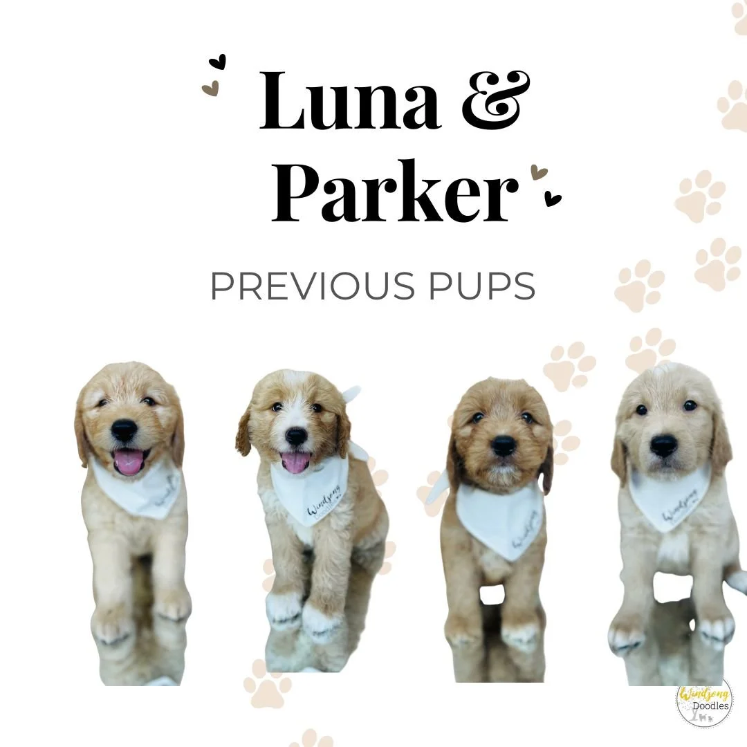 A graphic featuring text and four pictures of puppies. The text says "Luna & Parker" with small heart icons and "Previous Pups". Each puppy is wearing a white bandana and sitting against a white background with light-colored paw print accents.