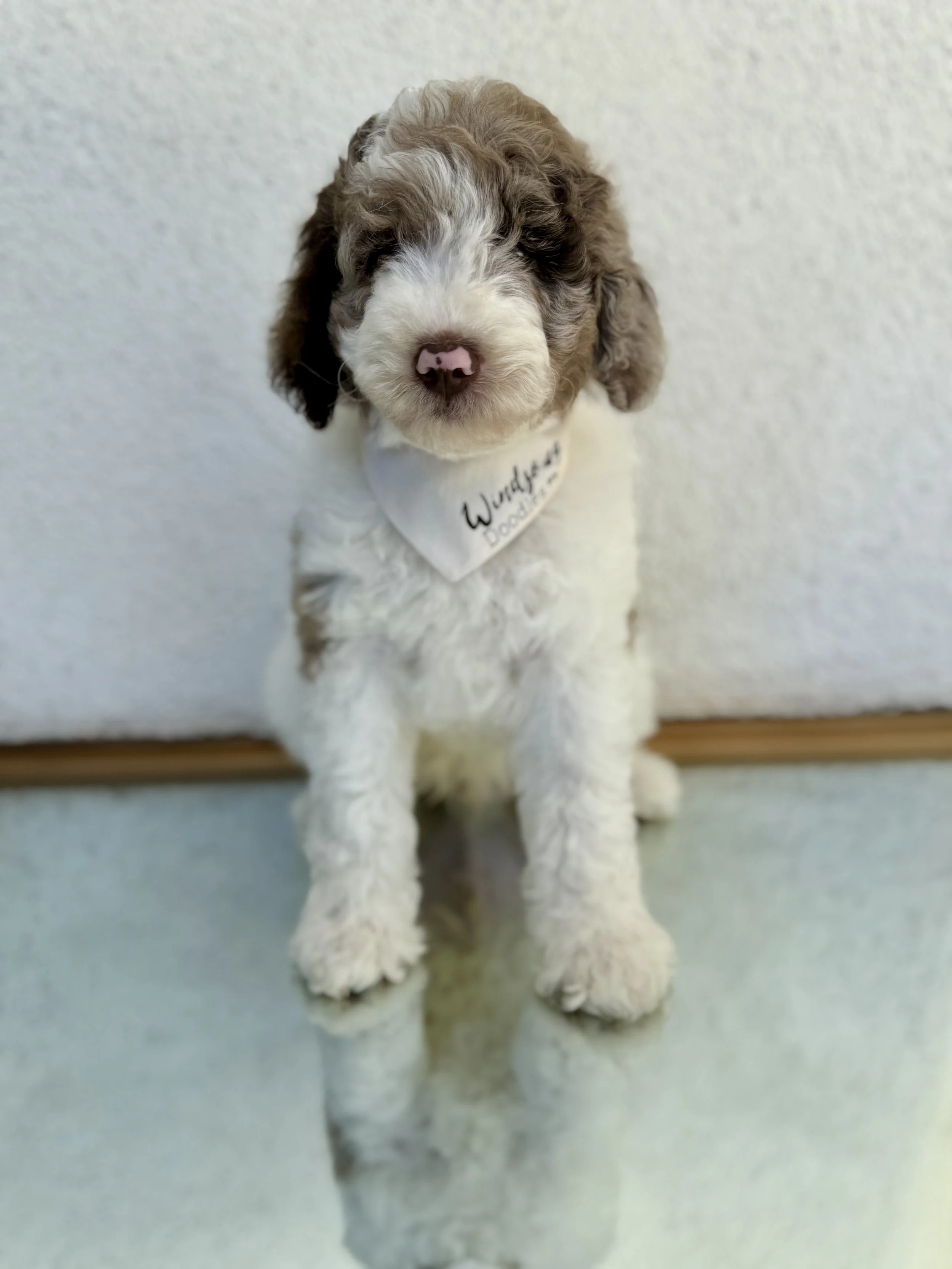 best goldendoodle breeder in ca.jpeg