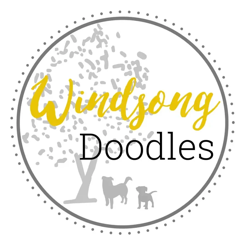 Southern California doodle breeder, goldendoodles for sale southern california, teddy bear goldendoodles Southern CA
