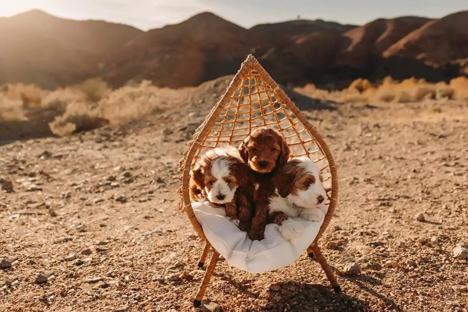 available goldendoodle puppies for sale, Irvine doodle breeder, goldendoodle breeders near me