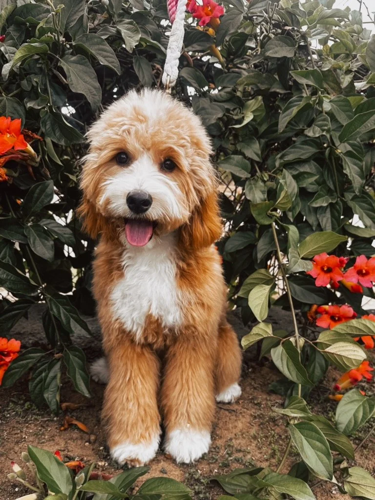 best Goldendoodle breeder, mini goldendoodle breeder, teddy bear goldendoodles for sale, Orange County doodle breeders