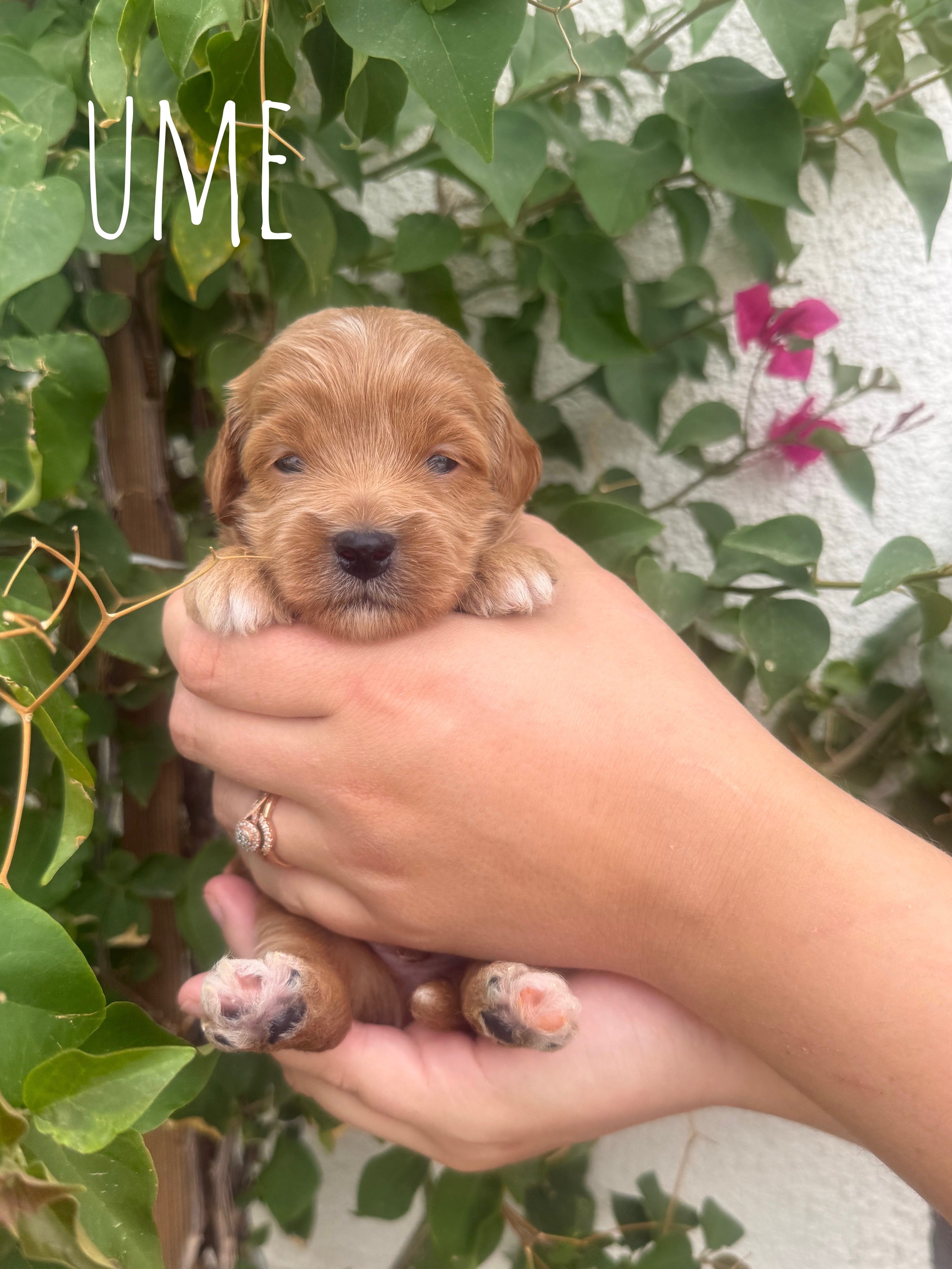 mini goldendoodle for sale bay area.jpeg