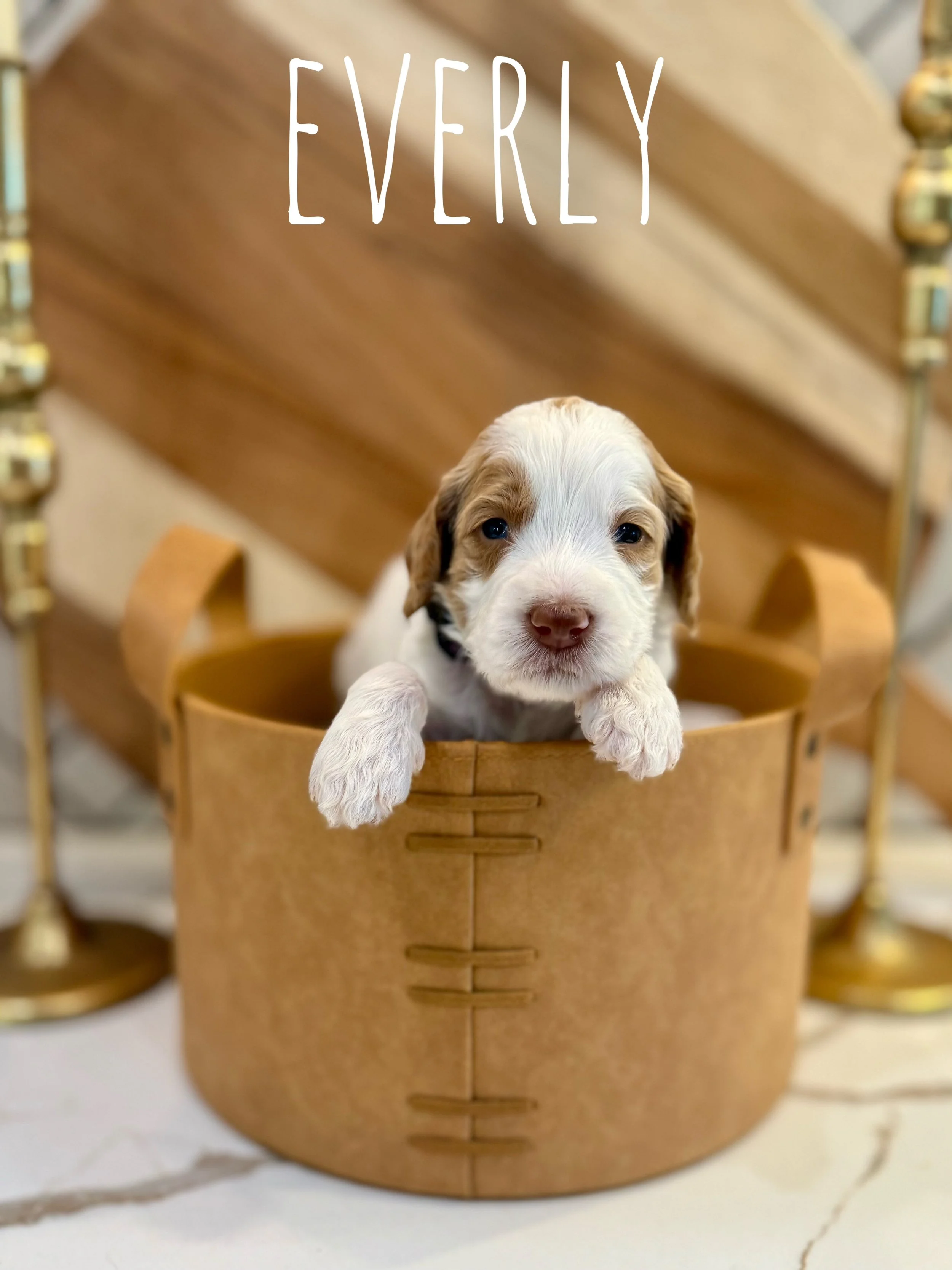 standard goldendoodle puppy near me.jpg