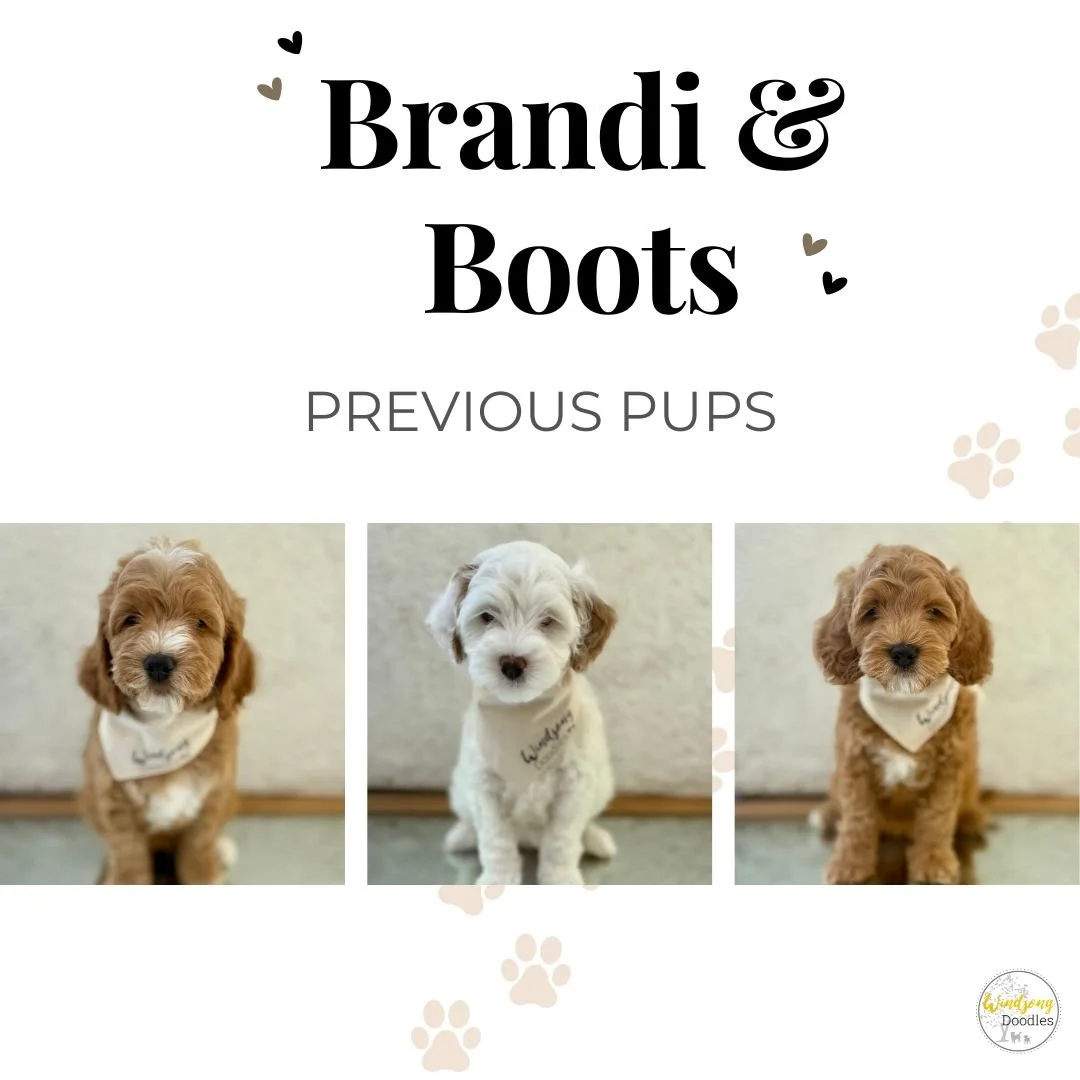 tuxedo mini goldendoodles near me, Goldendoodle puppies for sale