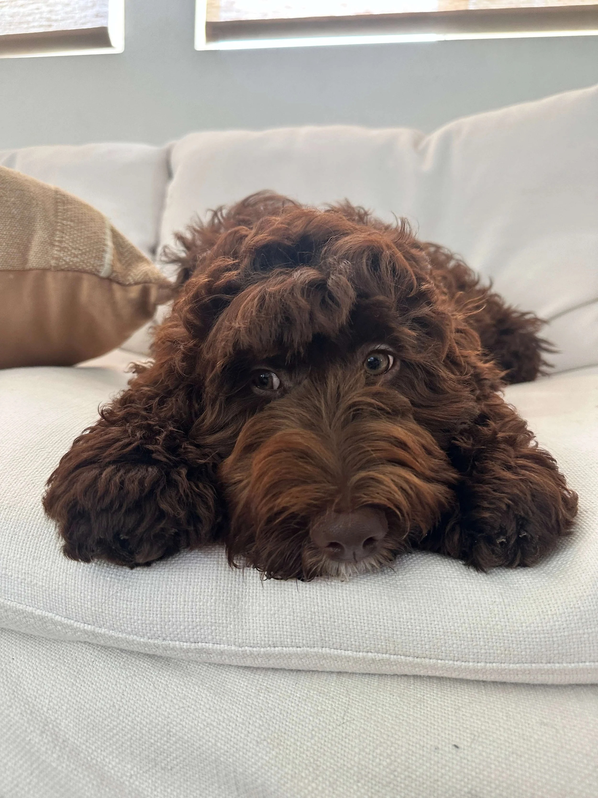 Not All "Teddy Bears" Are Created Equal: What Makes a Well-Bred Goldendoodle Different?