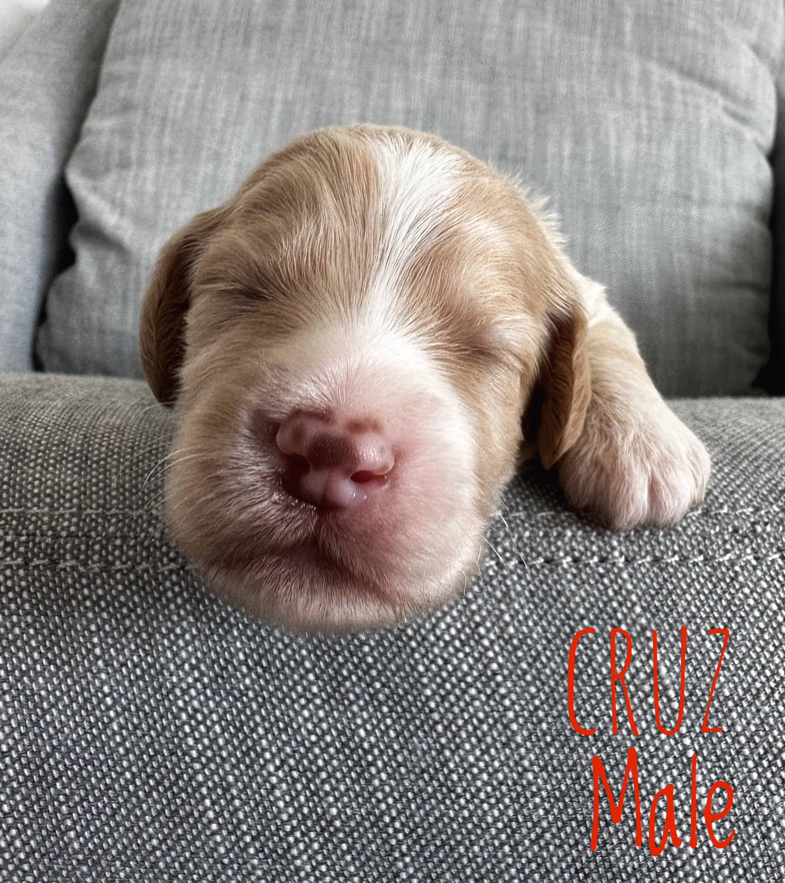 Why Goldendoodles Make Exceptional Therapy Dogs