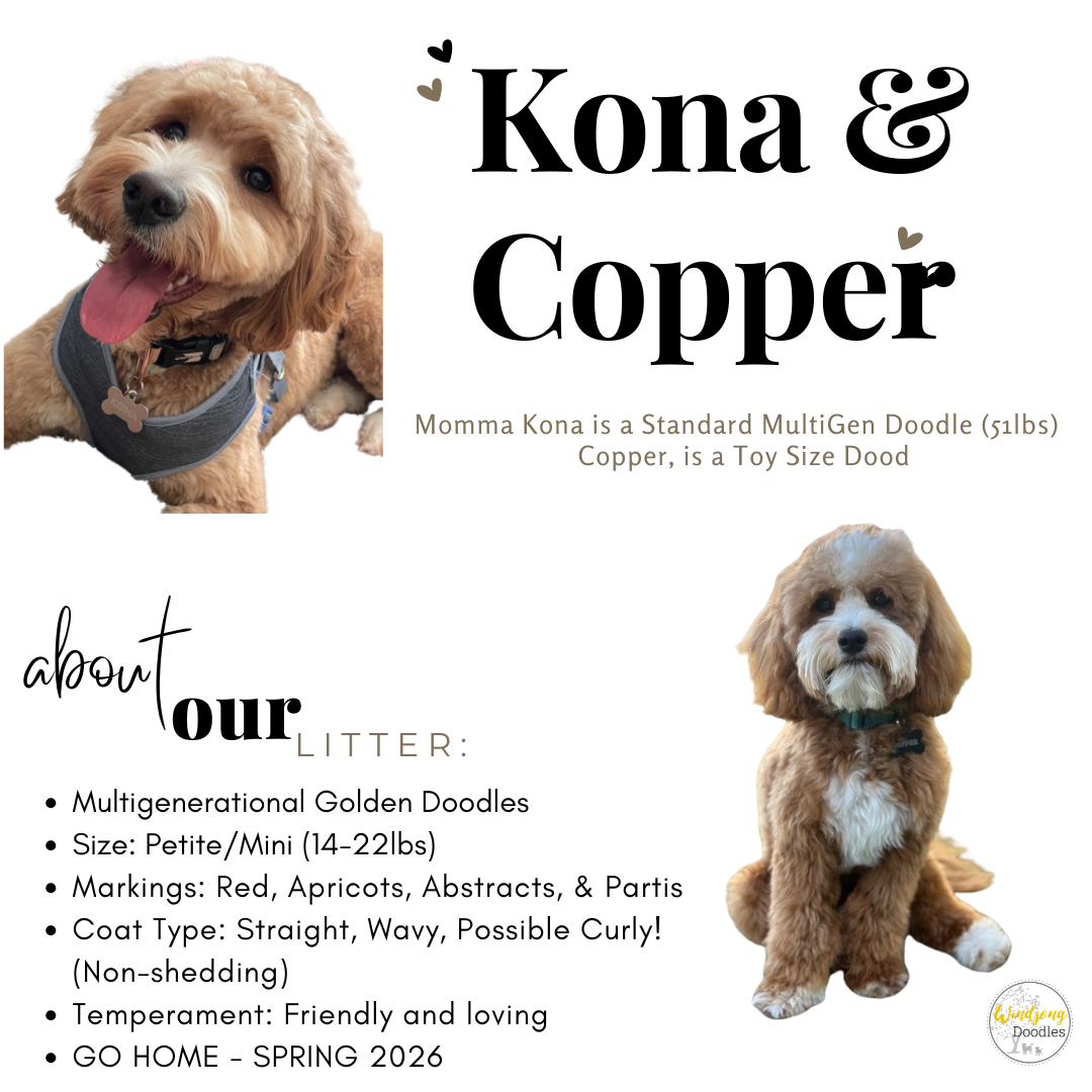 best Goldendoodle breeder, mini goldendoodle breeder, teddy bear goldendoodles for sale, Orange County doodle breeders