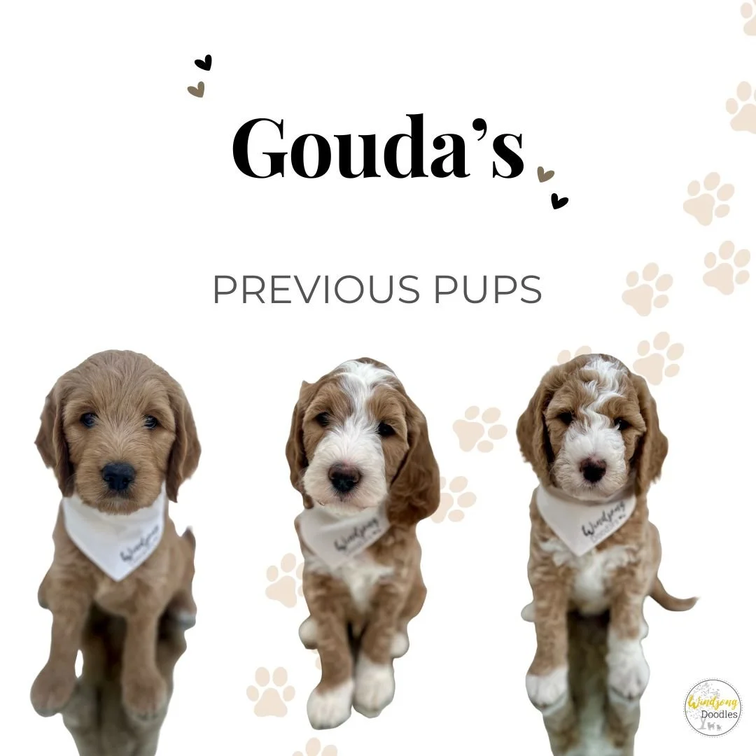Image of three adorable Cavalier King Charles Spaniel puppies wearing white bandanas with the text 'Wondy' on them, on a white background with beige paw prints and small hearts. The text says 'Gouda's PREVIOUS PUPS'.