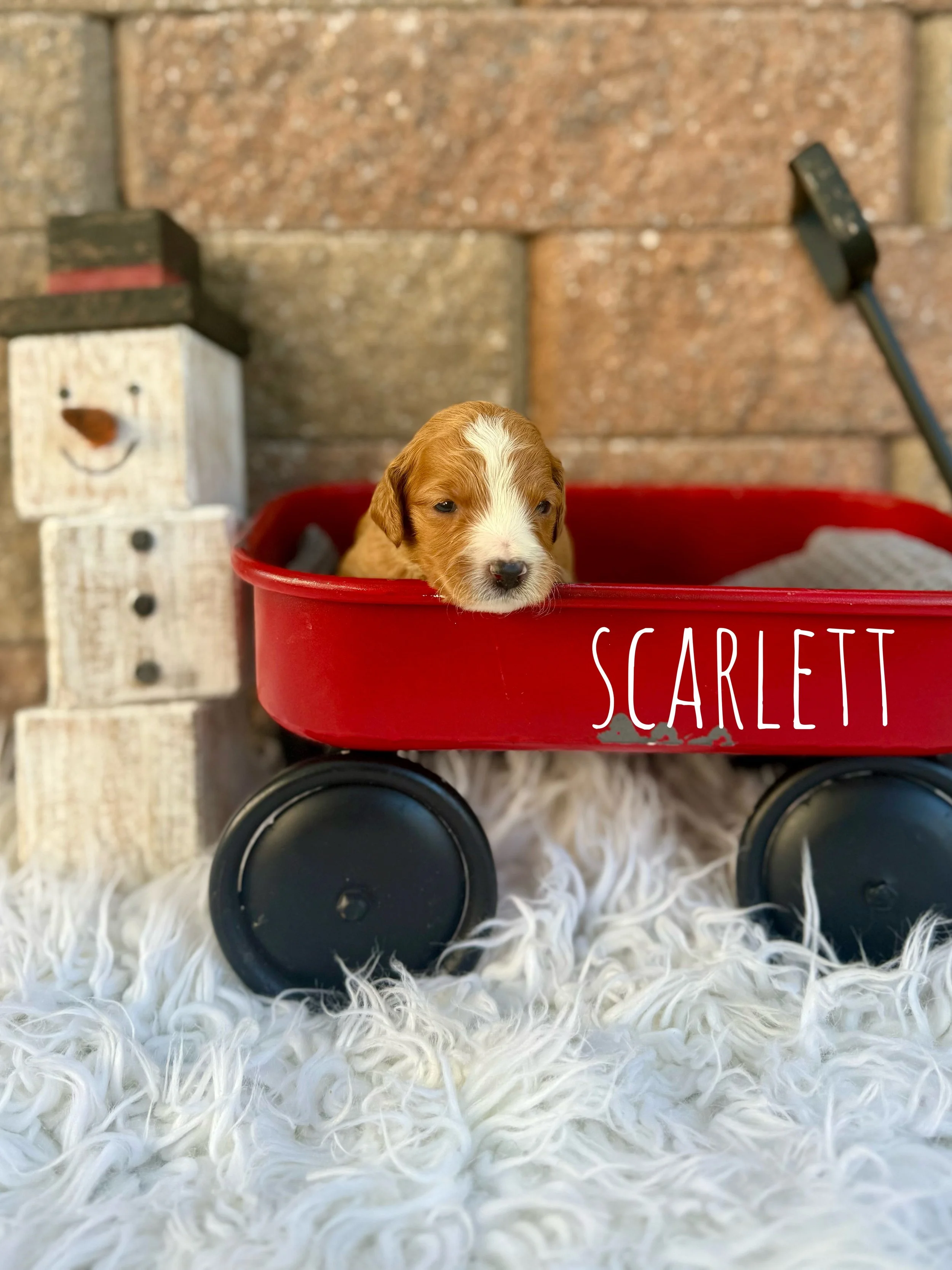 mini goldendoodles for sale near me, doodle puppies for sale