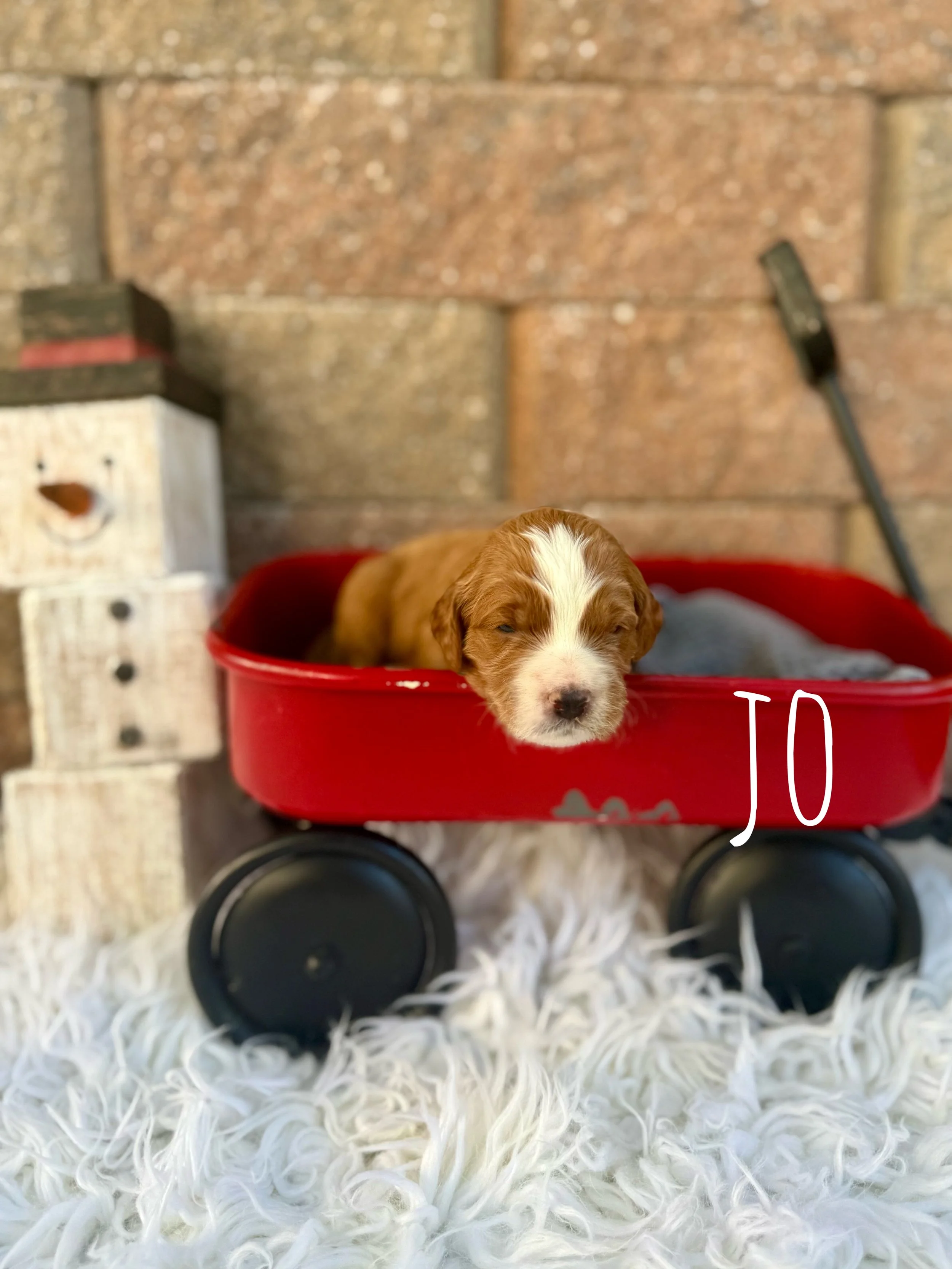 mini goldendoodles for sale near me, doodle puppies for sale