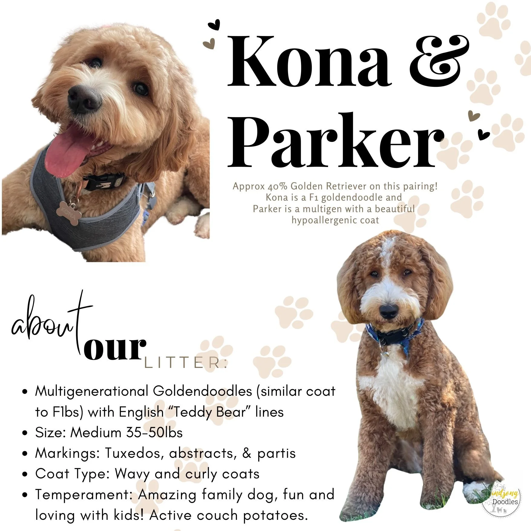 A digital flyer featuring two adorable golden doodle puppies, one with a tan curly coat and the other with a wavy coat, along with decorative paw prints. The flyer promotes a pairing of a 40% golden retriever and a multigen golden doodle, highlighting their coats, size, markings, coat type, temperament, and active personalities.