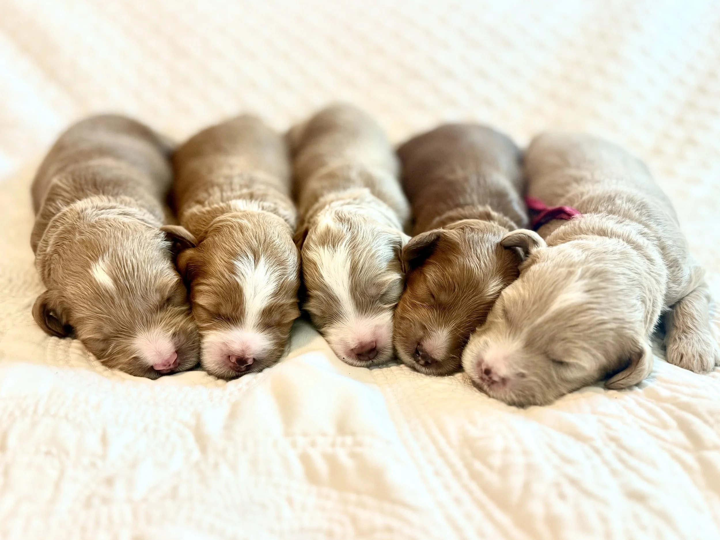 Petite / Mini Goldendodle Companions with Heart, Soul, and Iconic Straight Coats