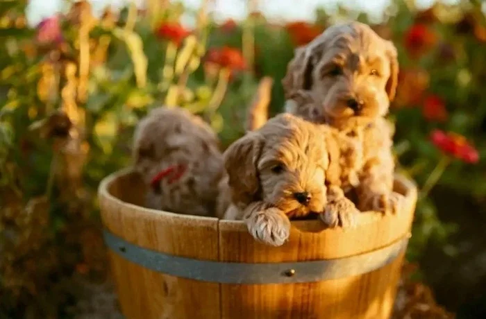 Best Goldendoodle Breeder US, teddy bear Goldendoodle puppies