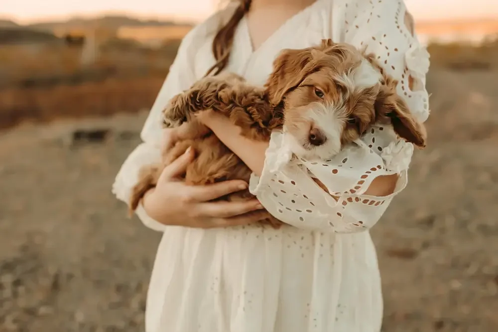 goldendoodle puppies near me, Orange County goldendoodle breeder, best goldendoodle breeder California