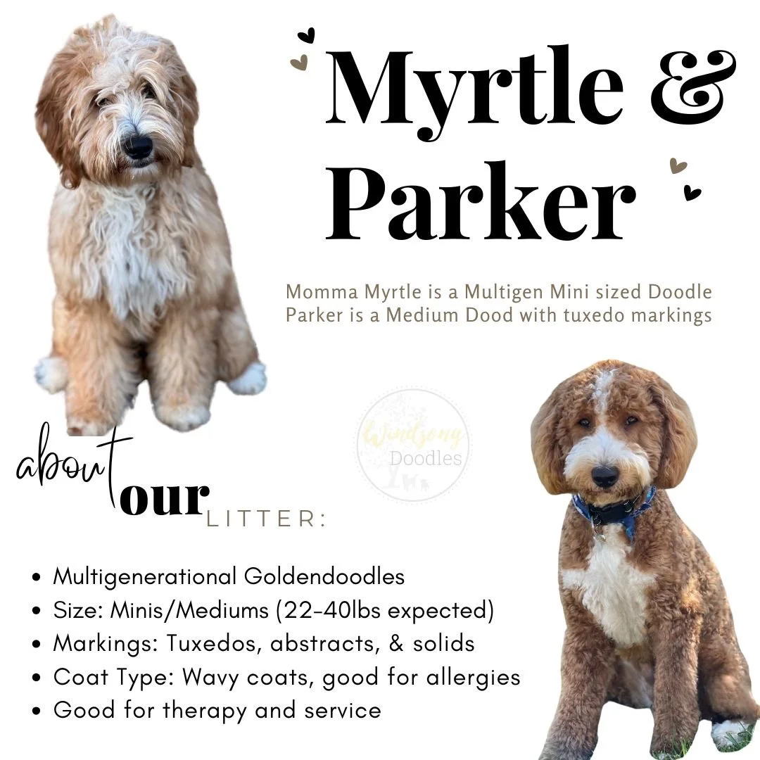 Image featuring two adorable Labradoodle puppies, one with light cream fur and the other with reddish-brown fur. The text promotes Myrtle & Parker, multigeneration Mini and Medium Doodle dogs, with details about their litter and markings.
