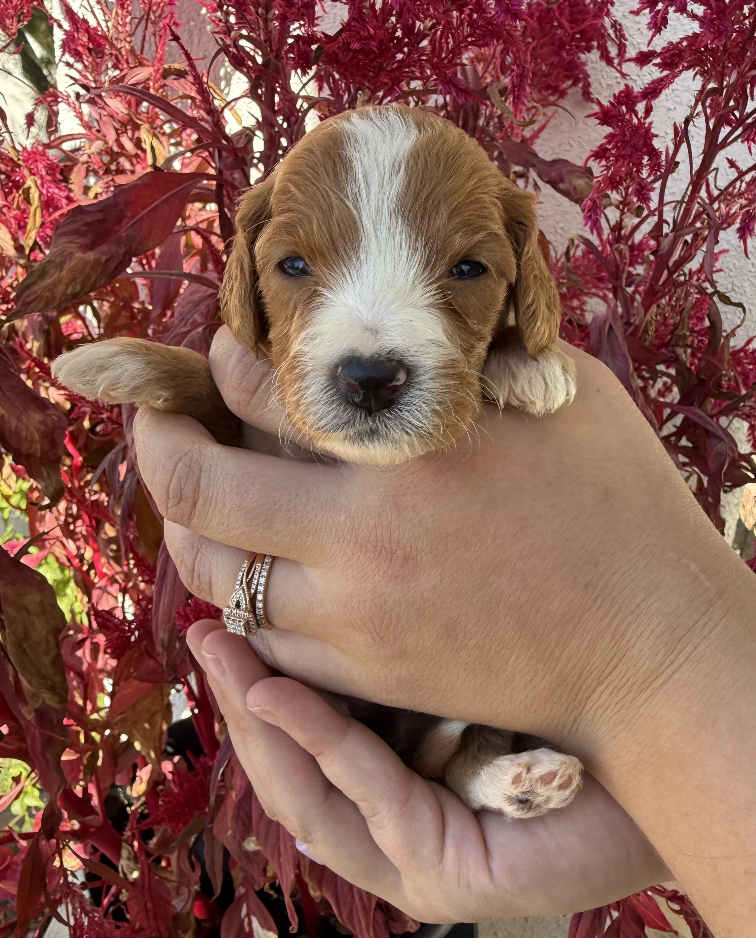 mini goldendoodle puppies near me.jpg