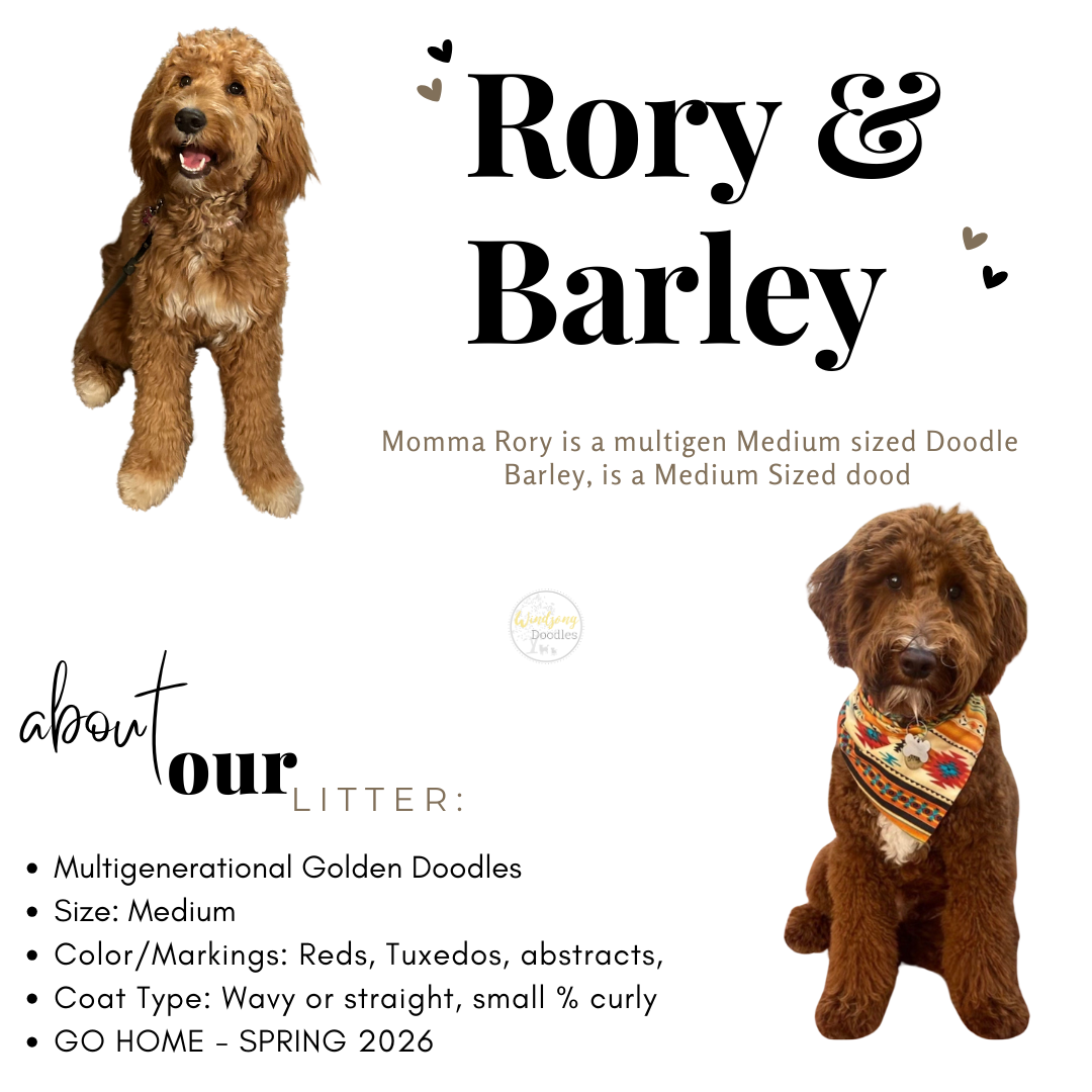 best Goldendoodle breeder, mini goldendoodle breeder, teddy bear goldendoodles for sale, Orange County doodle breeders