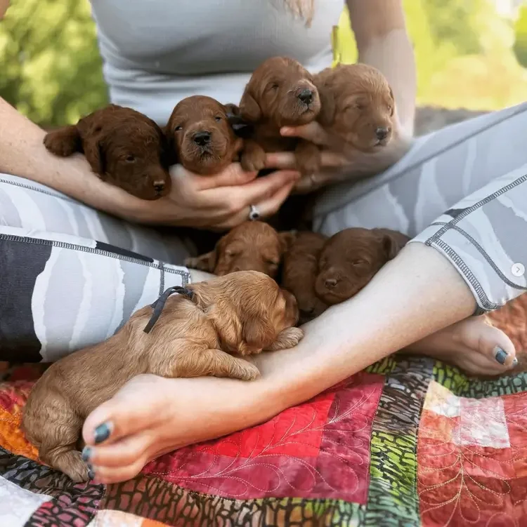Best Teddy Bear Goldendoodle puppies for sale California, Southern CA Goldendoodle breeders