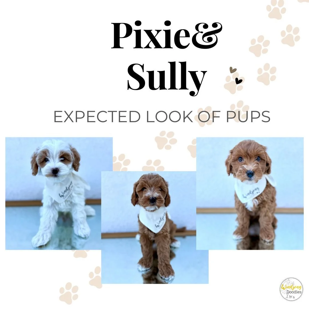 Cover page with three pictures of adorable puppies, a title that reads "Pixie & Sully" and subtitle "Expected look of pups", featuring paw print decorations and a small logo that says "Winding Doodles".