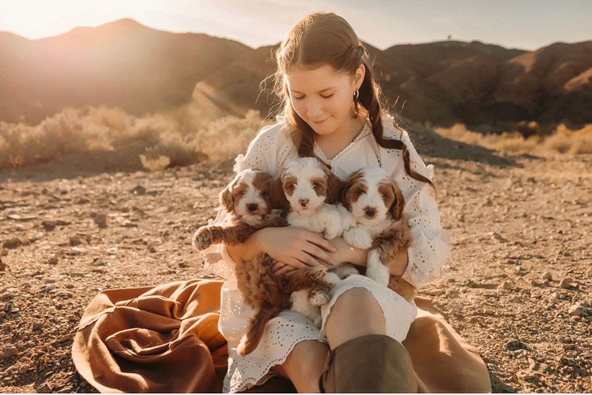 goldendoodle puppies for sale, ethical goldendoodle breeding, California's best goldendoodle breeder
