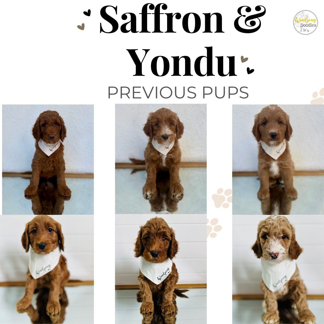 standard goldendoodle puppies for sale, standard goldendoodle breeder California, San Diego standard goldendoodle puppies for sale