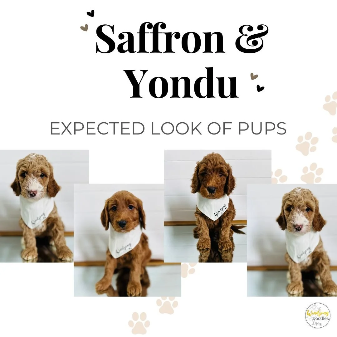 Image showing four adorable puppies with white bandanas, sitting on a wooden floor in front of a white wall. The puppies are expected to look like they are in the process of being adopted, with the caption "Saffron & Yondy, Expected Look of Pups" and